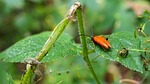animals, insect, nature
