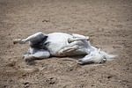 horse, animal, the horses are
