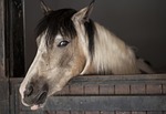 horse, animal, the horses are