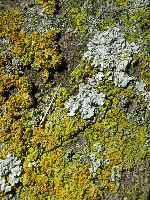 Træ, Bark, Struktur, Mønster, Skov, Ru