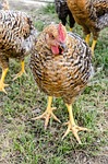 agriculture, pet, beak