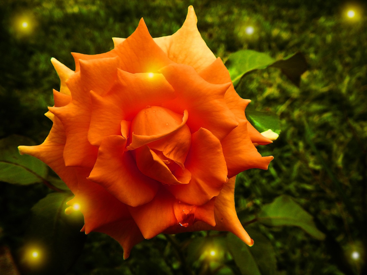 Rose - free online jigsaw puzzle photo
