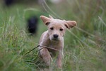 puppy, labrador cocker, running