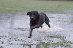 labrador black, running over water, working dog