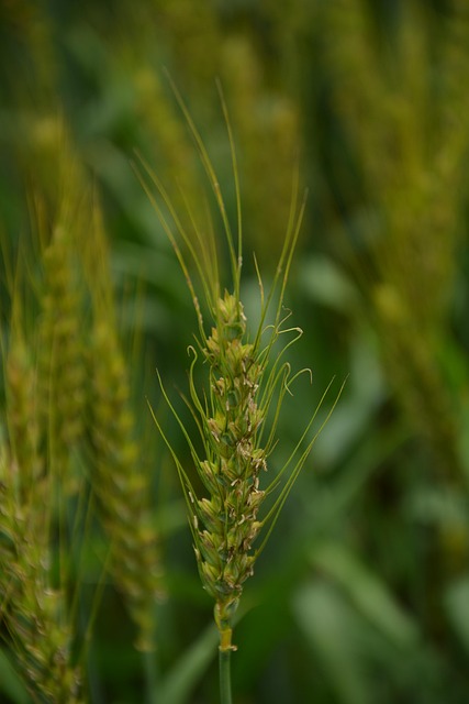 Free Wheat Ears Green photo and picture