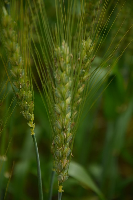 Free Wheat Wheat Ears photo and picture