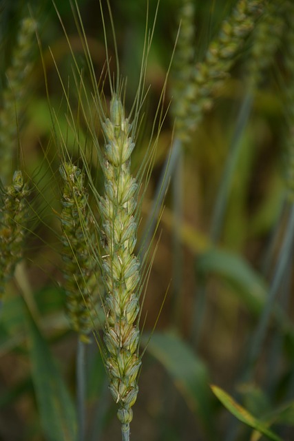 Free Wheat Wheat Ears photo and picture