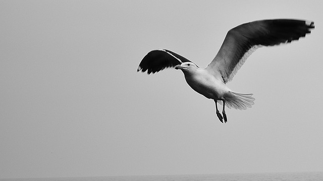 Free Seagull Darling photo and picture