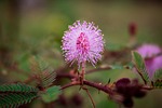 flower, touch me not plant, nature