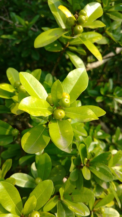 Daun Buah Buahan Hijau Matahari Foto Gratis Di Pixabay