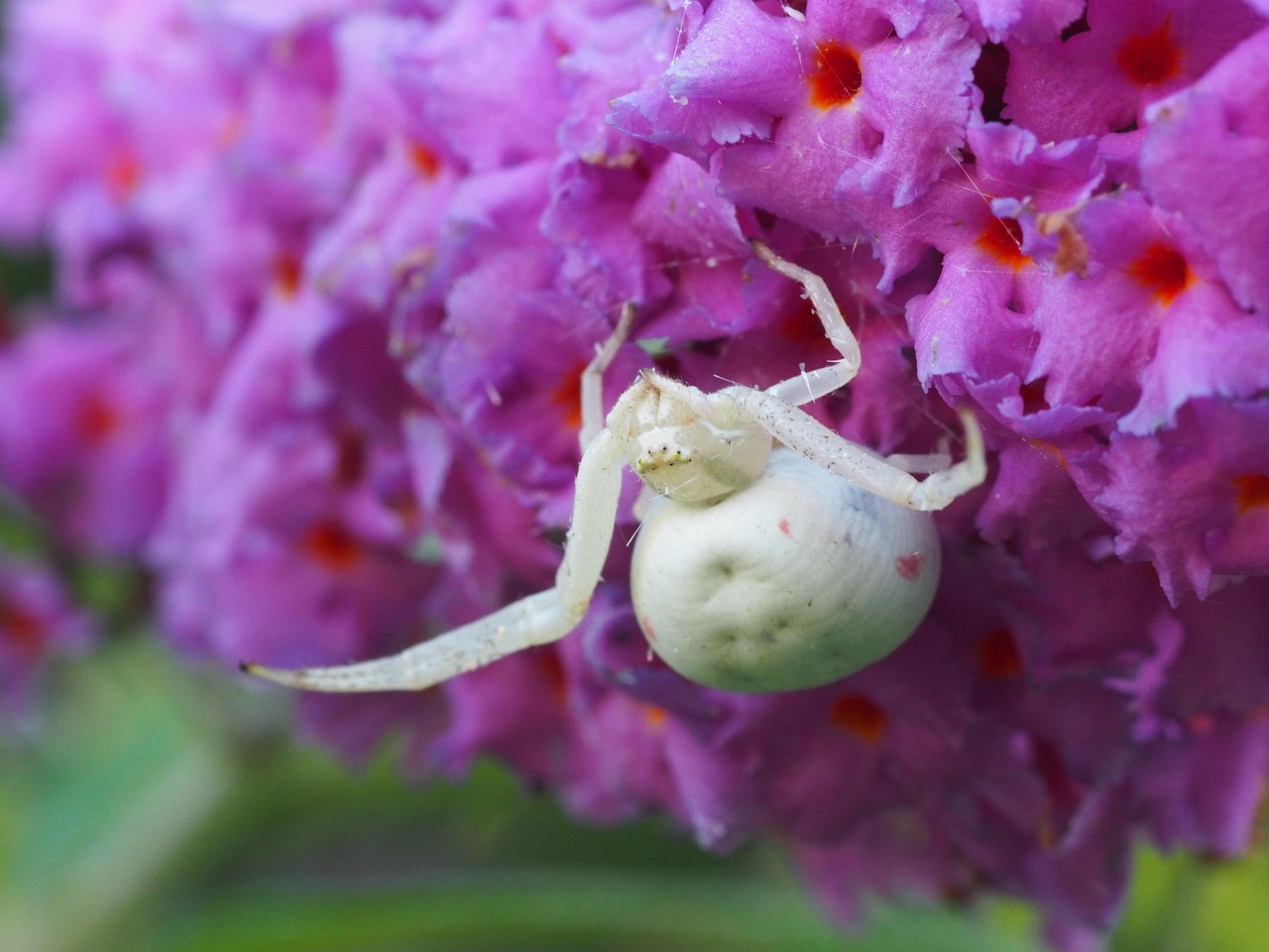 Mais de 300 imagens grátis de Aranha Branca e Natureza - Pixabay