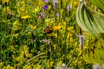 meadow-usury flowers, summer, nature