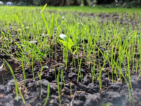 Free Grass Seed Up Close photo and picture