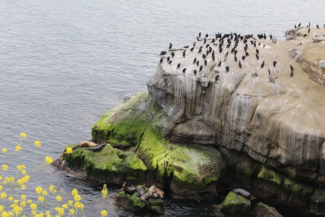 Free California Sea Lion photo and picture