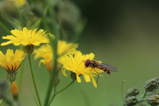 Hoverflies, Porcelle, Asteraceae