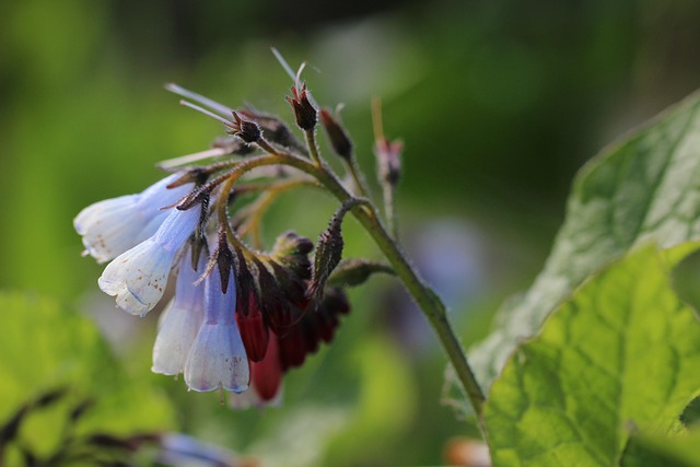 Free Comfrey Wild Flowers photo and picture