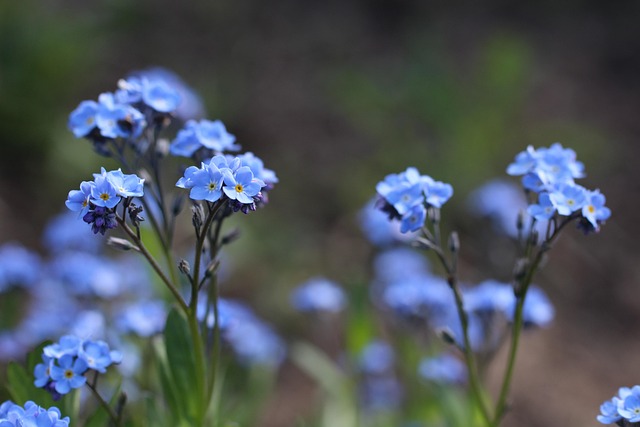 Free Violet Wild Flower photo and picture