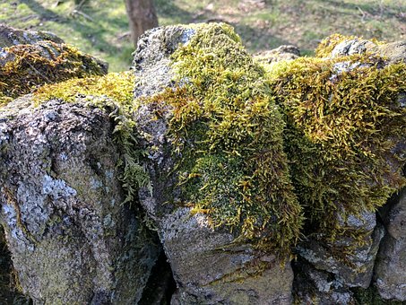 Free Moss Greenery photo and picture