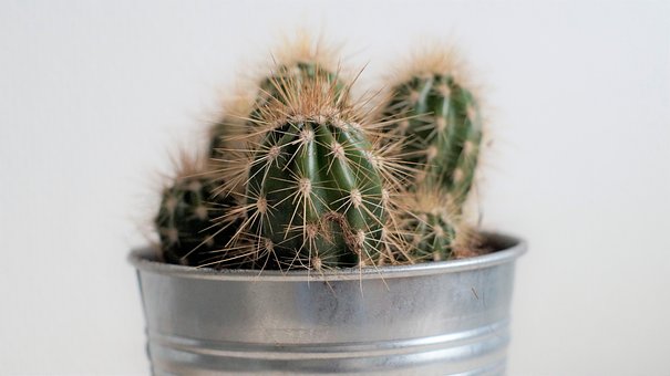 Free Cactus Spiky photo and picture