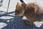 quokkas, perth, rottnest island