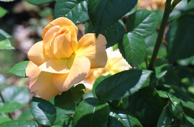 Free Blossom Bloom photo and picture
