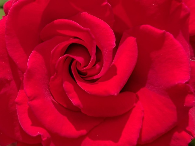 Free Rose Red photo and picture
