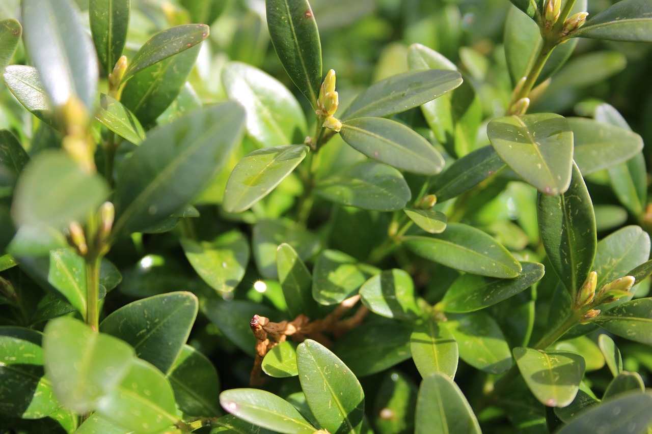 leaves, hedge, green, boxwood, close up, nature