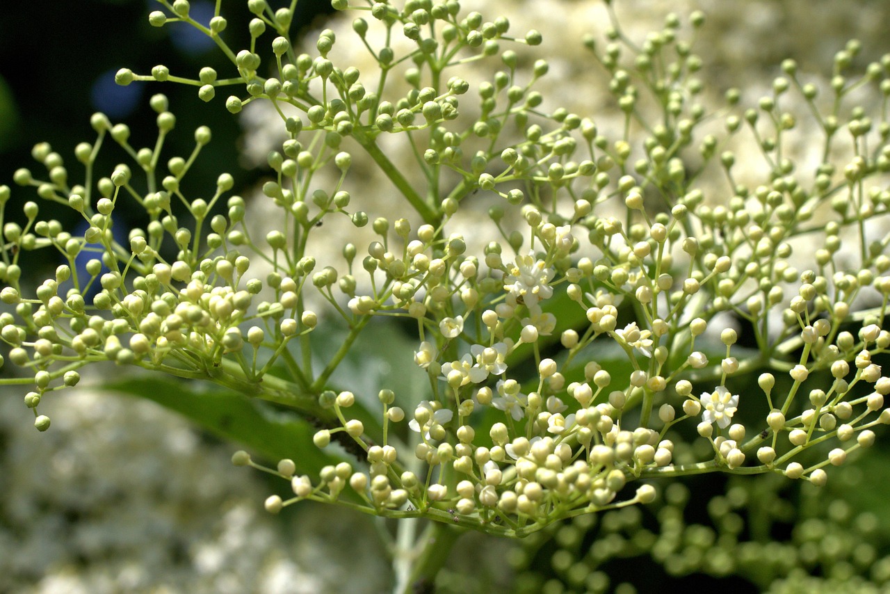 Holunder Weiß Knospen - Kostenloses Foto auf Pixabay