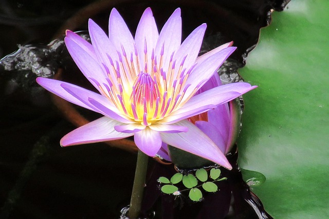 Free Lily Water Lilies photo and picture