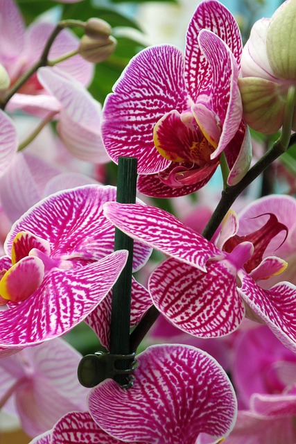 Free Orchid Flower photo and picture