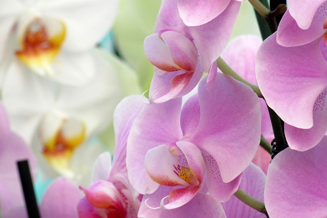 Free Orchid Flower Background photo and picture