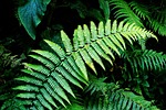 fern, green, forest