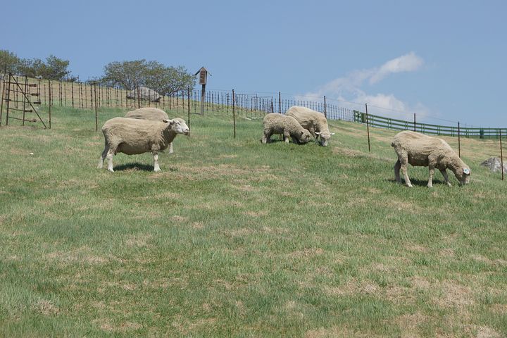 50+ Free Sheep Ranch & Ranch Photos - Pixabay