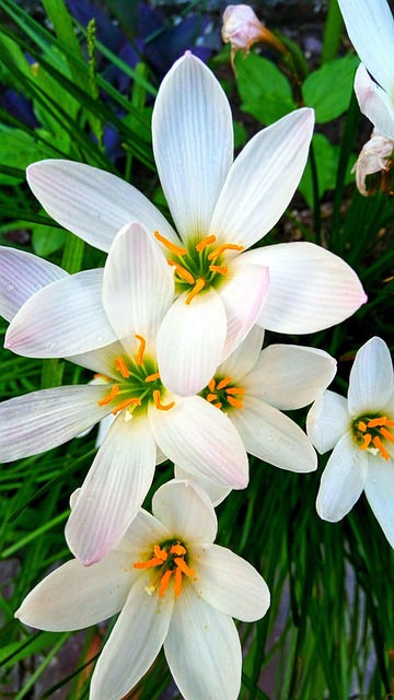Flor, Flor Hermosa, Lirio, Planta