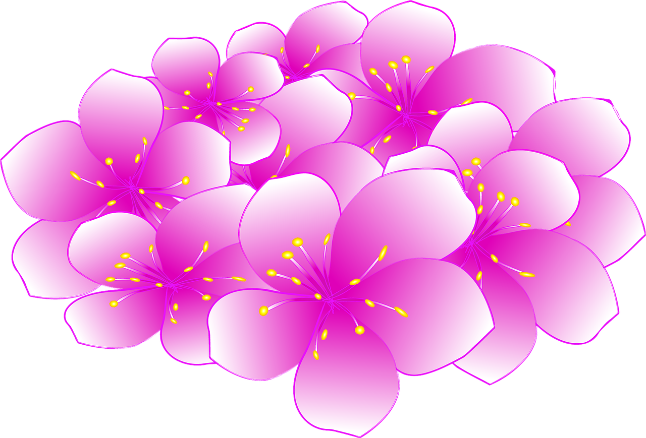 ซากุระ Sakura Flower - ภาพฟรีบน Pixabay - Pixabay