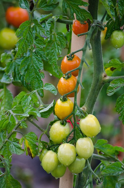 Free tomatoes vegetables garden illustration