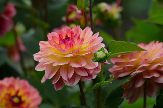 Free dahlia flower garden dahlia illustration