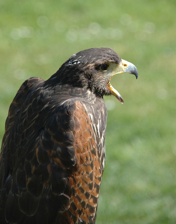 Raptor Bird Eagle - Free photo on Pixabay - Pixabay