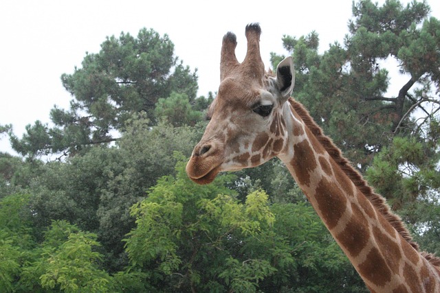Free Giraffe Tree photo and picture