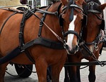 kutsch horse, horses, coach