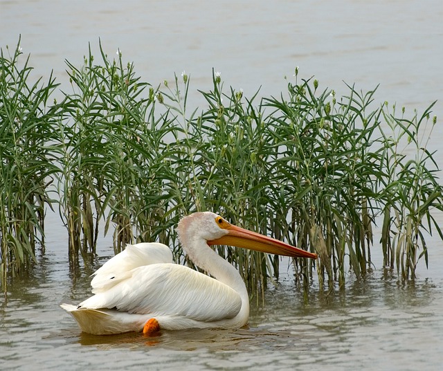 Pelikan, Fugle, Natur, Vild