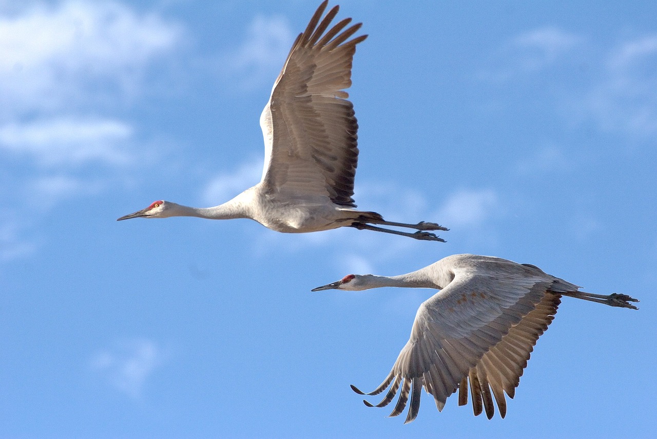 100 000 Free Crane Bird Crane Images Pixabay