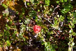 hjortron, chicoutai berries, cloudberries