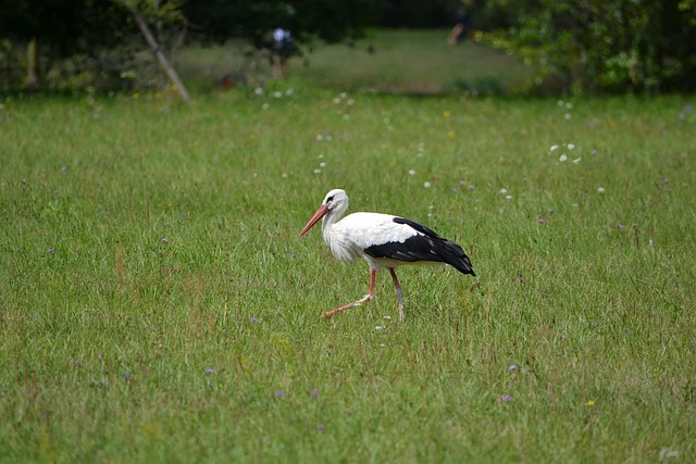 Free Stork Bird photo and picture