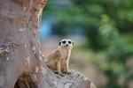 meerkat, supervisor, guard
