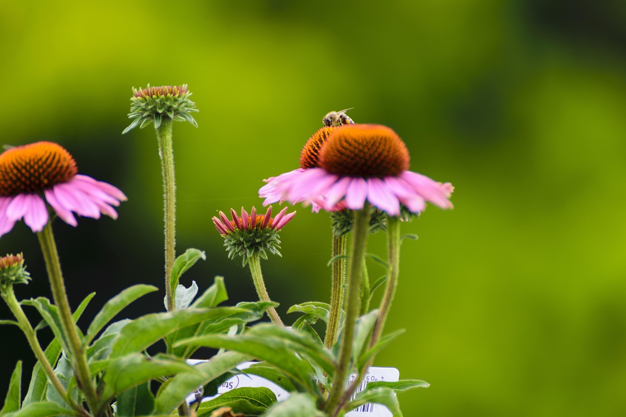 Download free HD stock image of Bee Sun Hats Free Bee Sun Hats photo and picture