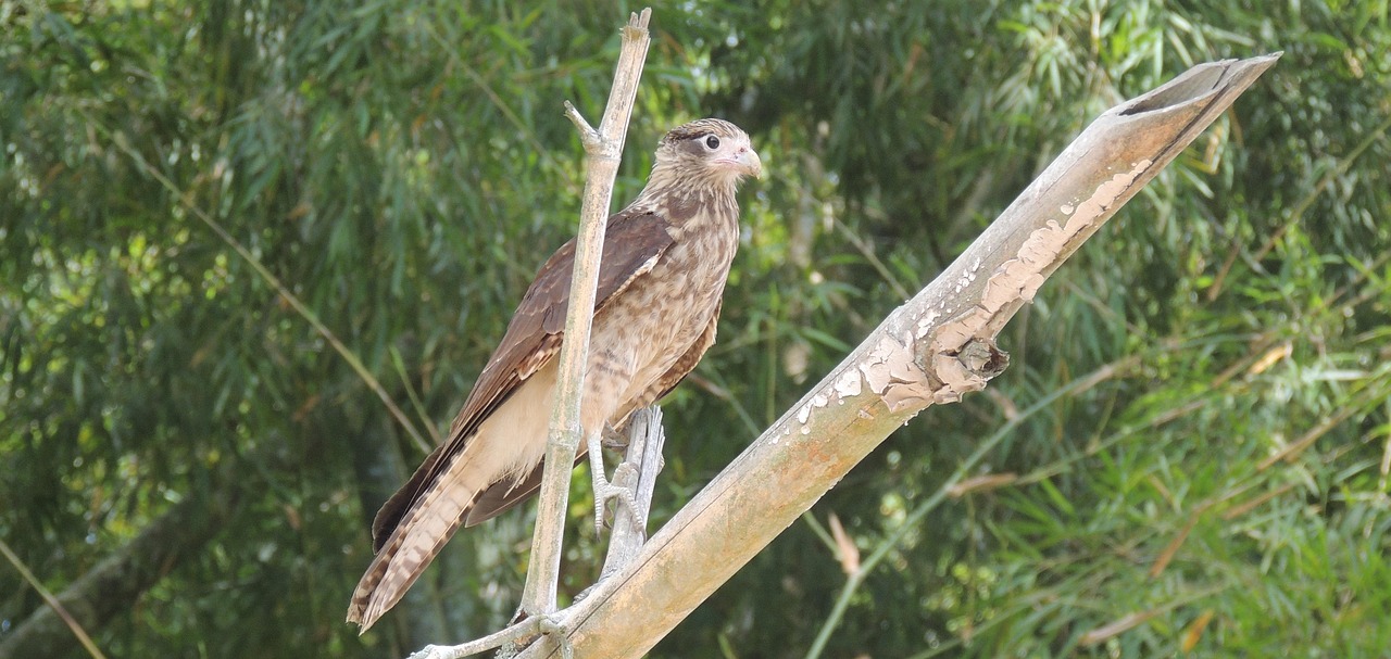 la-nature-oiseau-rapace-photo-gratuite-sur-pixabay-pixabay