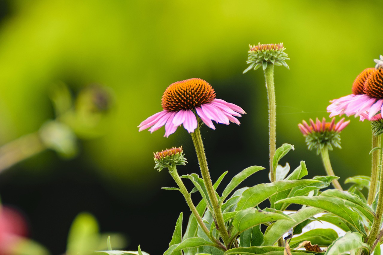 Download free HD stock image of Sun Hats Flower Free Sun Hats Flower photo and picture