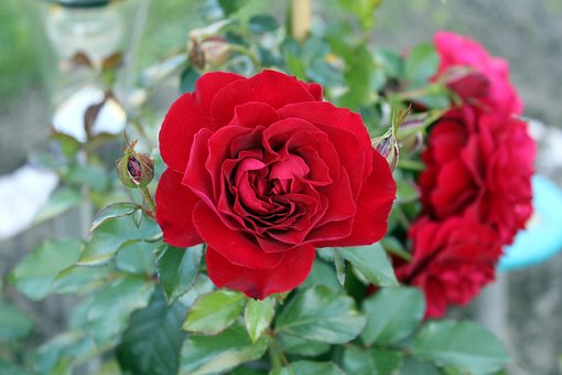 Rose, Fleur, Pétales De Rose, Rose Rouge