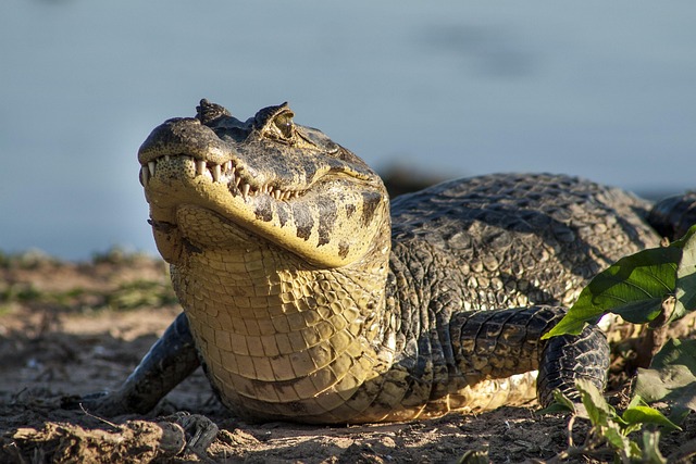 Kind wird von Alligator angegriffen, während es in einem See in Florida schwamm